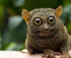 The Tarsier is a small species of primate that is found inhabiting the well-vegetated forests on a number of islands in southeast Asia. 